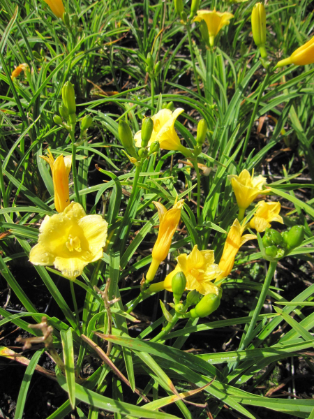 Taglilie Mini Stella - Hemerocallis x cultorum Mini Stella